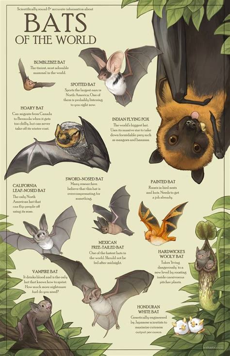 Bats Of The World By Mewitti On Deviantart