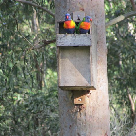 Rainbow Lorikeet Nesting Boxes Australia Nesting Boxes Bird