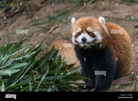 Panda Rojo Comiendo Hojas De Bambú La Base De Investigación De Pandas