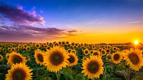 Sunflowers In The Sunrise Wallpaper Backiee CAF