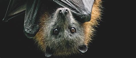 If Bats Are Blind Why Do They Have Eyes Bbc Science Focus Magazine