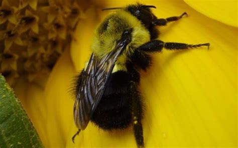 Environmental Threats Put Bumblebee Queens Under Pressure