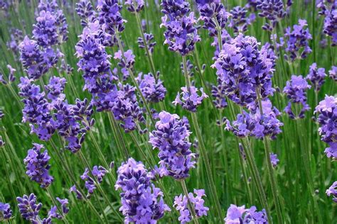 English Lavender Seeds — San Diego Seed Company