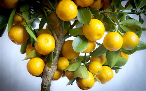 How To Grow Citrus Trees Suttons Gardening Grow How