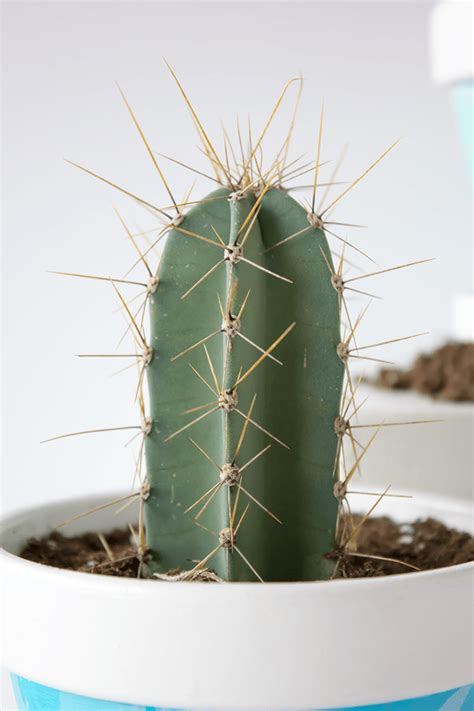 Place the pebbles on the bottom of the flower pot where you want to plant the cactus. How To Care For Cactus House Plants | Indoor Cacti Care