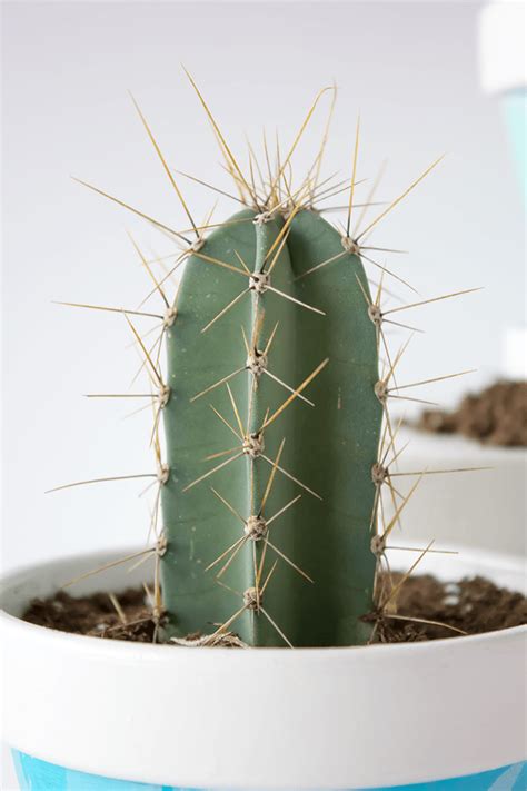 We put on coats in wintertime because it's cold without them, it would be impossible to survive in harsh environments such as the desert. How To Care For Cactus Houseplants - A Pretty Fix