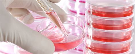 Animal cell culture media wikipedia. Biosera : Animal serum, fetal bovine serum, cell culture media