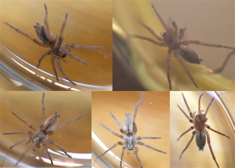 As always, thank you to everyone who kept me company during my nightly streams over the past 7. Found a few of these spiders in the basement, Alberta ...