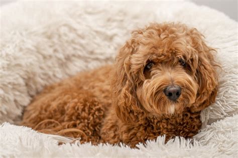 Cute Cavapoo Puppies For Sale In Sg November 2022 Updated
