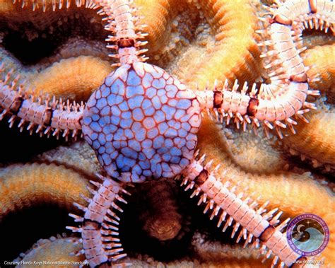 This Brittle Starfish Is Different From Most Commonly Known Starfish