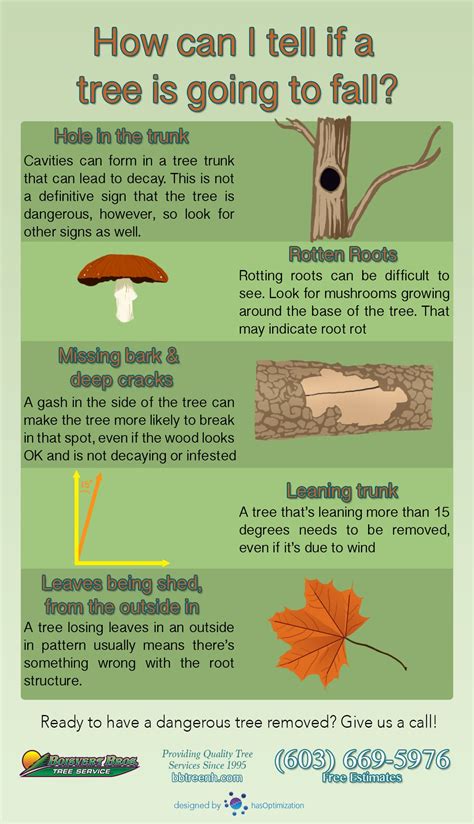 How Can I Tell If A Tree Is Going To Fall Dangerous Tree Infographic