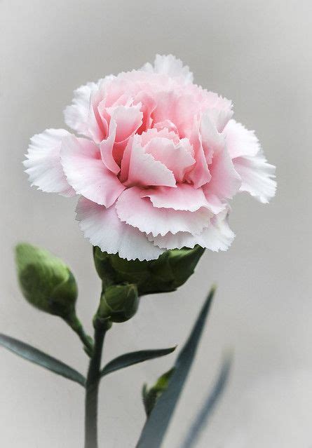Pink Carnation With Images Carnation Flower Pink Carnations