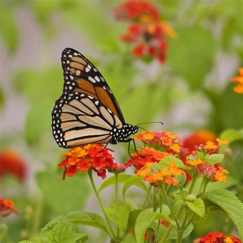 Butterfly Gardens In Tennessee Usa Today