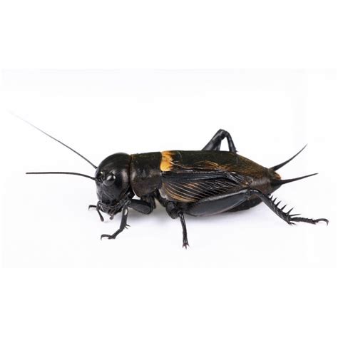 Livefood Black Crickets Gryllus Bimaculatus Kjreptilesupp