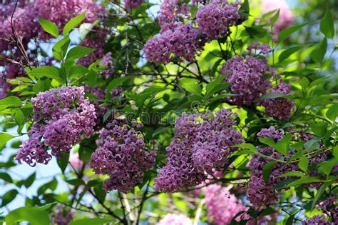 Purple Lilac Stock Image Image Of Leaf Flora Blooming 47881315