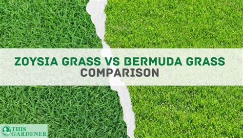 Zoysia Grass Vs Bermuda Key Differences And The Winner