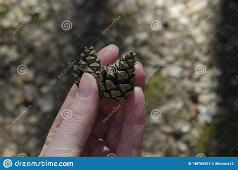 Woman Holding Dry Pine Cones In His Hands Stock Image Image Of