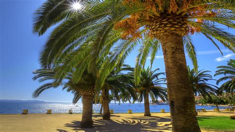 Summer Beach Palm Tree Dates Tree Wallpaper Drive