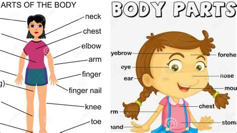 Body Parts Vocabulary Parts Of The Body In English Human Body