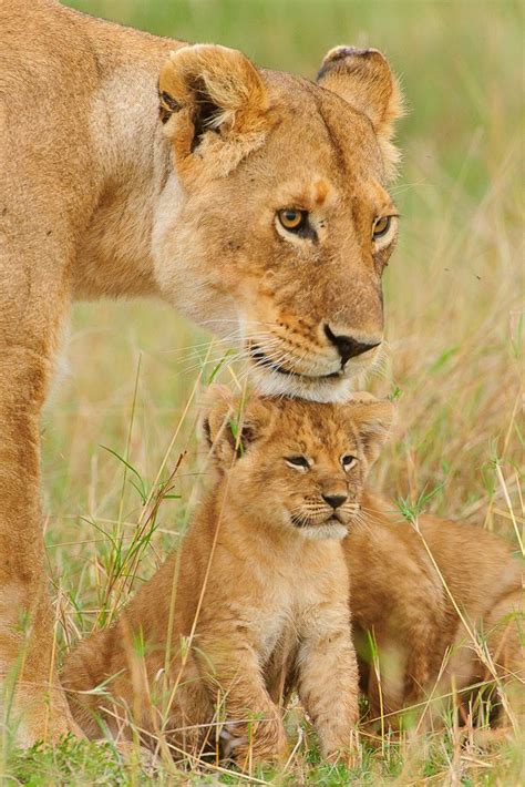 Lioness And Cubsphotography By David Lloyd Lion Photography Cute