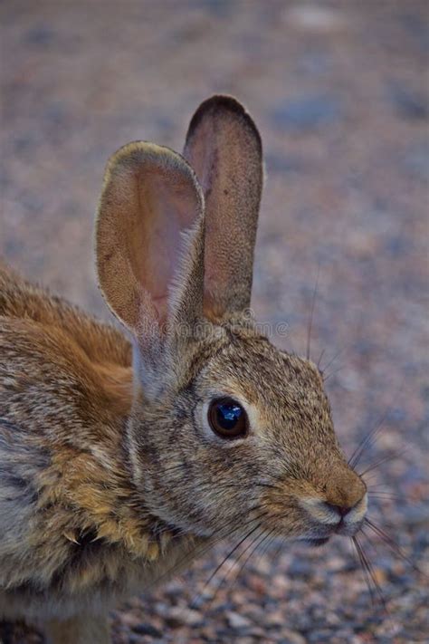 Cottontail Rabbit Closeup Of Eye Stock Photo Image Of Leporidae