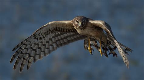 Hawk Eating Cat