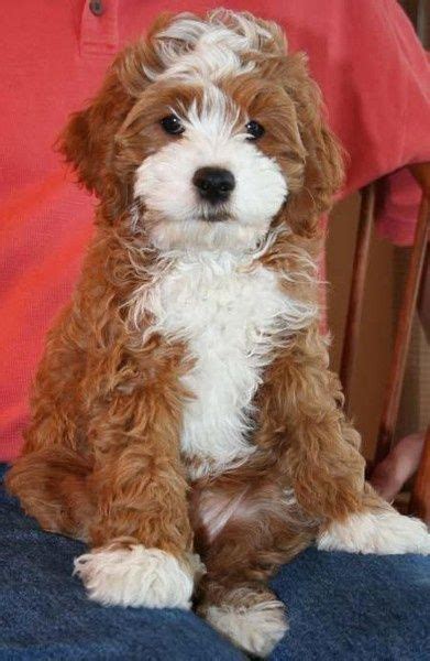 Puppies will be chosen at 4 weeks of age by appointment. Image result for brittany spaniel poodle (With images) | Cute animals, Minature poodle, Cute dogs