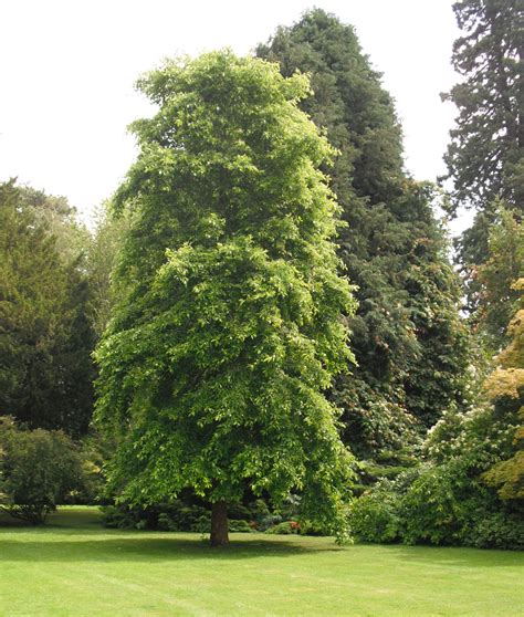 Tupelo Black Gum Seed Forestart