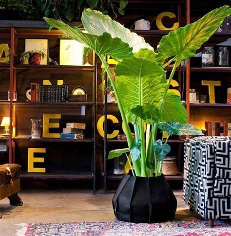 40 Awesome Indoor Plants Decor Ideas For Your Home And Apartment