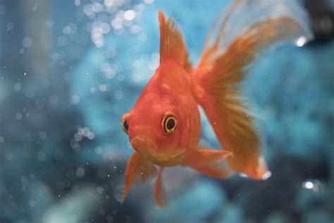 Classic Goldfish Names For Your Pet