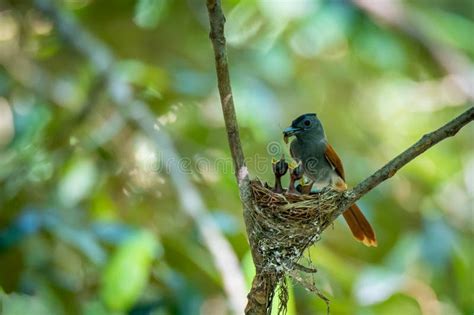 Asian Paradise Flycatcher Bird Feed Their Prey Stock Image Image Of