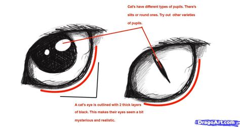 Step By Step Realistic Cat Eye Drawing Easy Drawing Ideas
