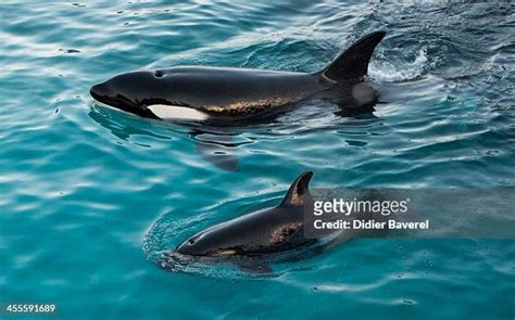 New Born Orca Calf At The Marineland Animal Exhibition Park In Antibes