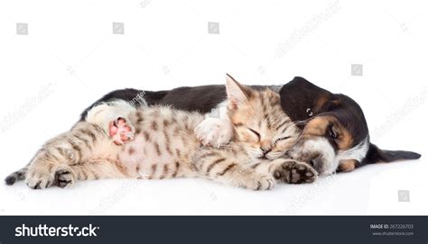 Kitten Basset Hound Puppy Sleeping Together Stock Photo 267226703