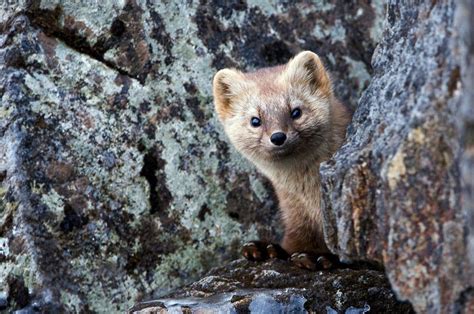 The Sable Is A Species Of Marten Which Was Hunted Widely For Its