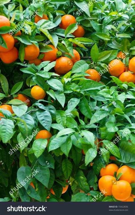 Beautiful Green Orange Tree Stock Photo 15422836 Shutterstock