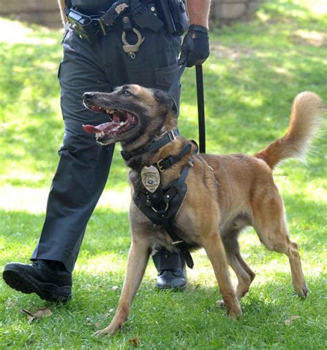 German Shepherd Police Dogs For Sale
