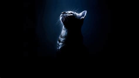 Wallpaper 1920x1080 Px Animals Background Black Cats Silhouettes