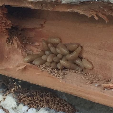 Frequently Asked Questions About Termites Thrasher Termite And Pest Control