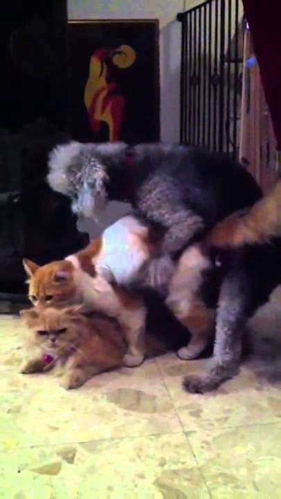 Dog Mating Cat Dog Sex With Cat Animal Matings | CLOUDY GIRL PICS