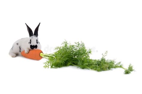 Rabbit With A Carrot Isolated On A White Stock Photo Image Of Eyes