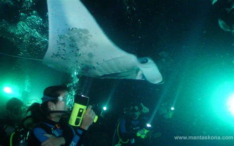 Review Manta Ray Night Dive With Kona Diving Company