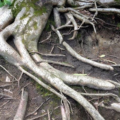 6 Reasons To Have A Tree With Invasive Roots Removed