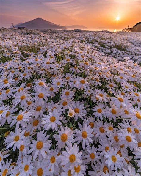 Field Of Daisies Wallpapers White Daisy Flower Background Background