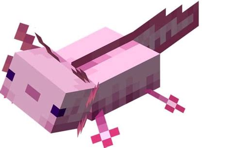 5 Rarest Colors Of Axolotl In Minecraft