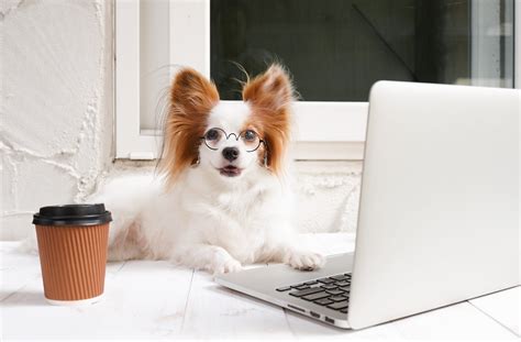 Funny Photos Of Dogs “working From Home” Readers Digest Canada