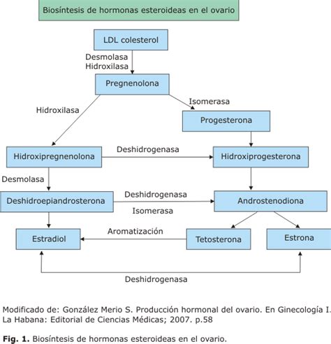 Endocrinología Ginecológica Estrógenos