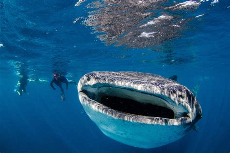 Explore The Largest Sea Creatures