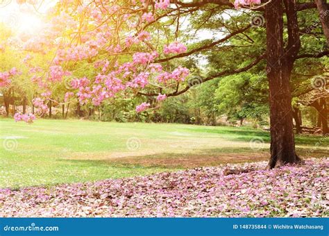 Parque Bonito Da Luz Da Manh Em P Blico Foto De Stock Imagem De