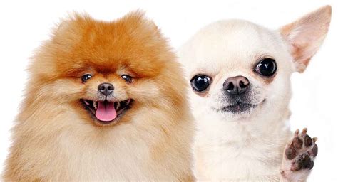 Pomeranian Vs Chihuahua Which Tiny Dog Is Right For You